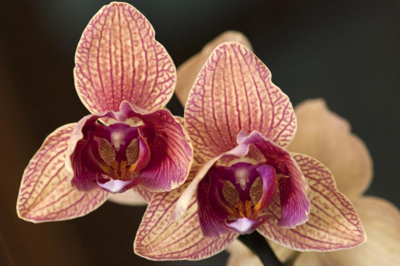 Phal nr 14