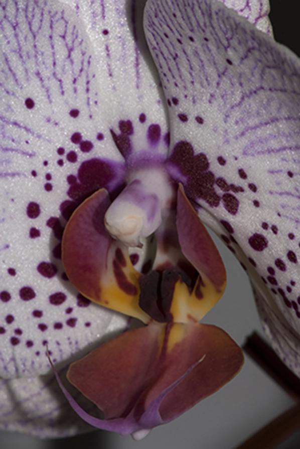 Phal nr 30