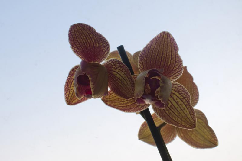 Phal nr14