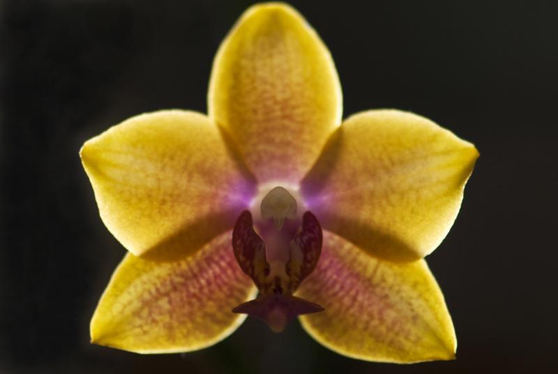 Phal nr18