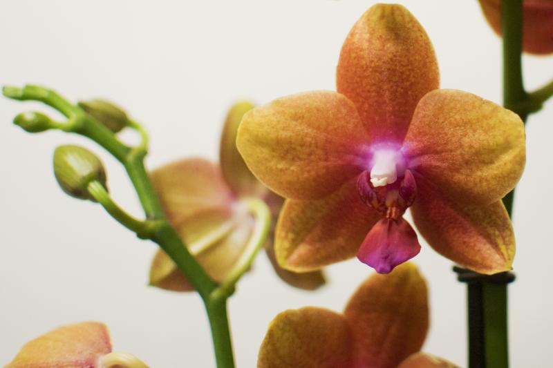 Phal nr19