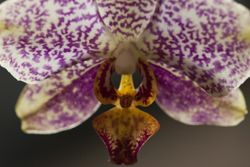 Phal nr20