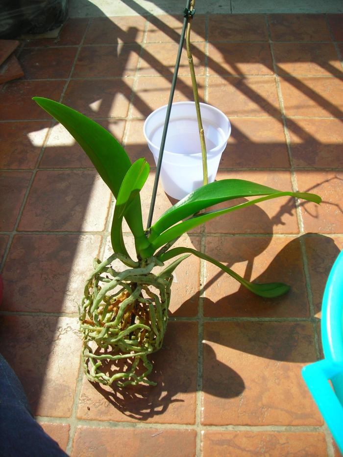 phal svasata