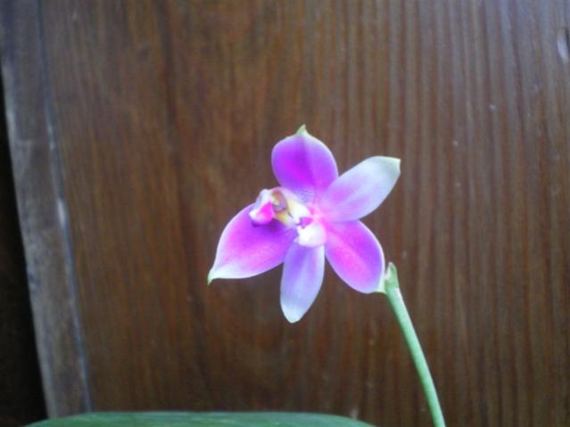 phal violacea