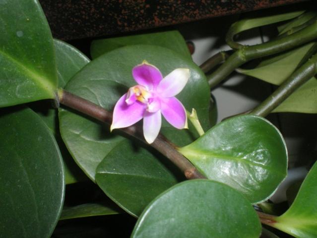 phal violacea1