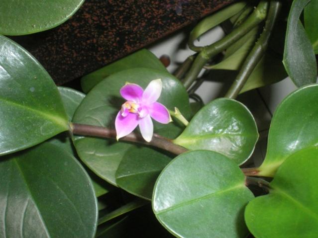 phal violacea2