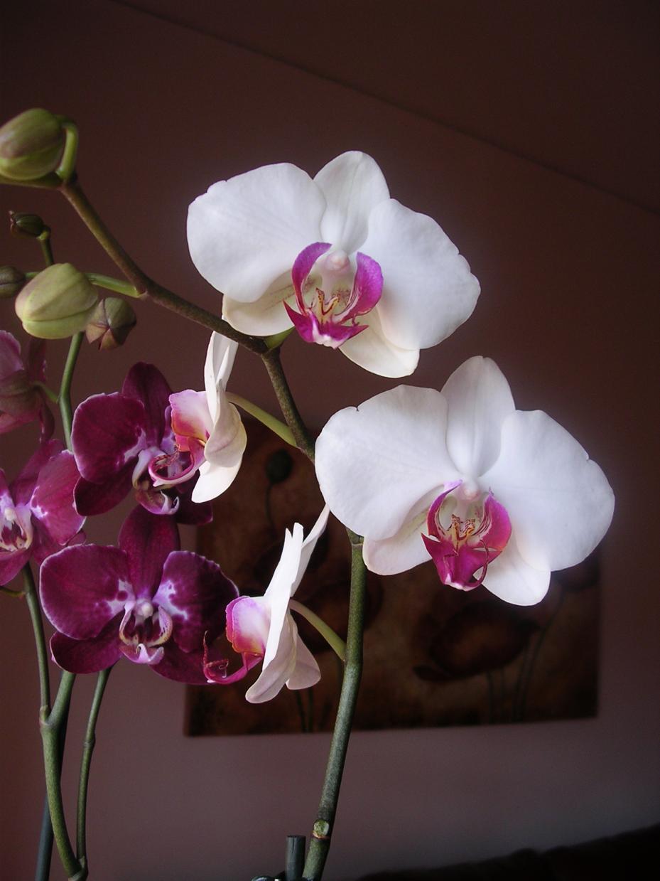 Phalaenopsis 10