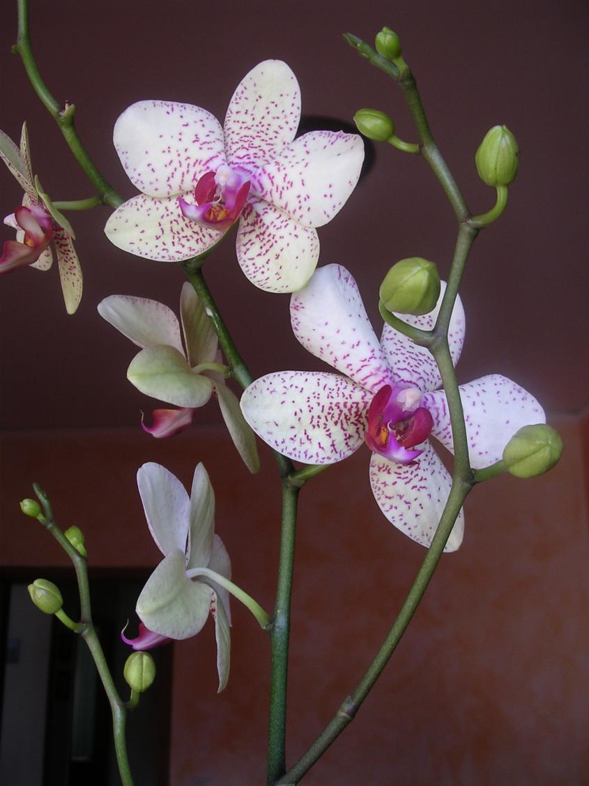 Phalaenopsis 12