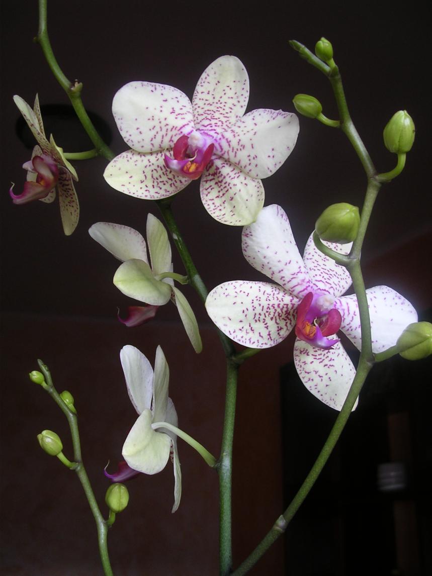 Phalaenopsis 13