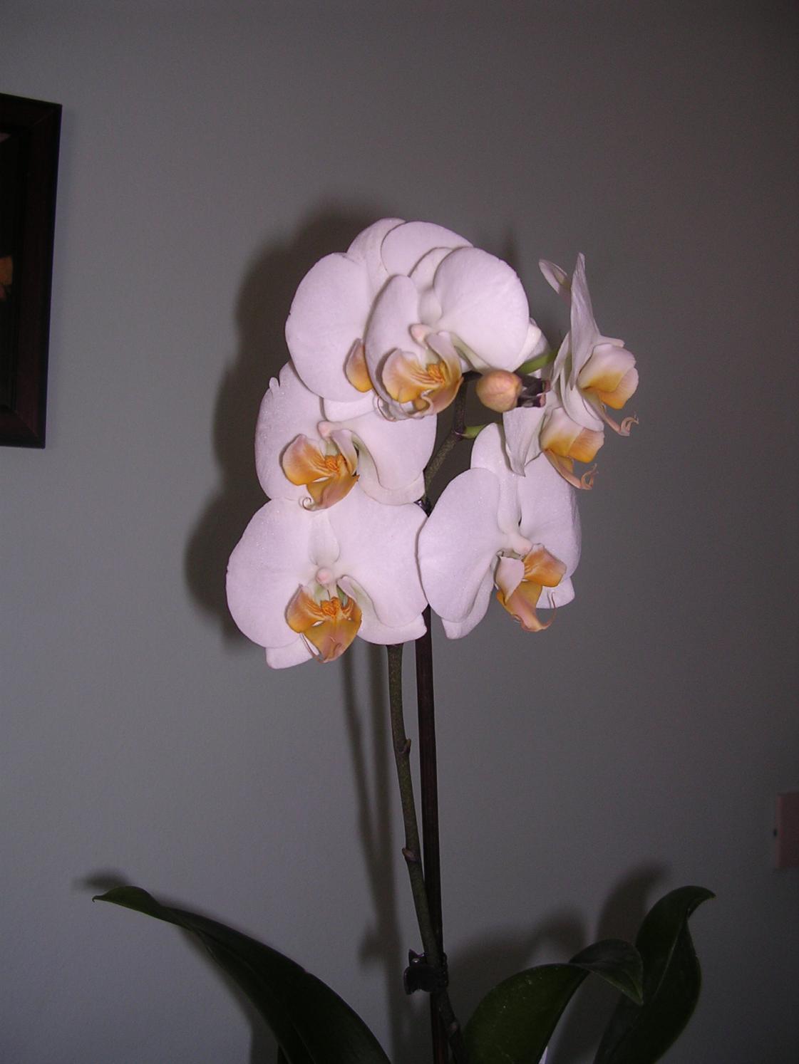 Phalaenopsis 14