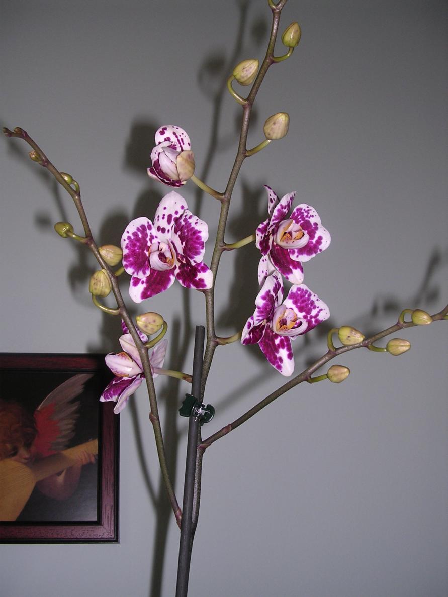 Phalaenopsis 15