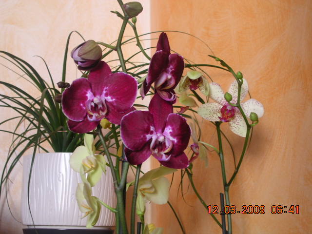 Phalaenopsis 16