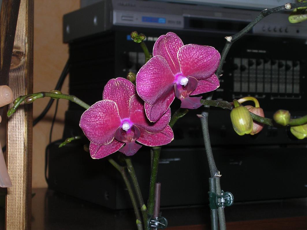 Phalaenopsis 17