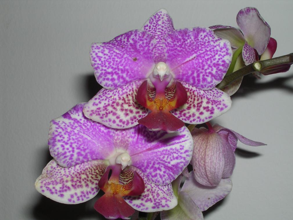 Phalaenopsis 2