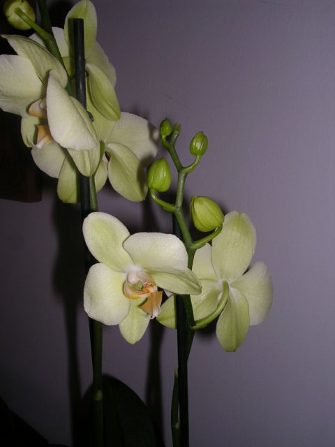 Phalaenopsis 3