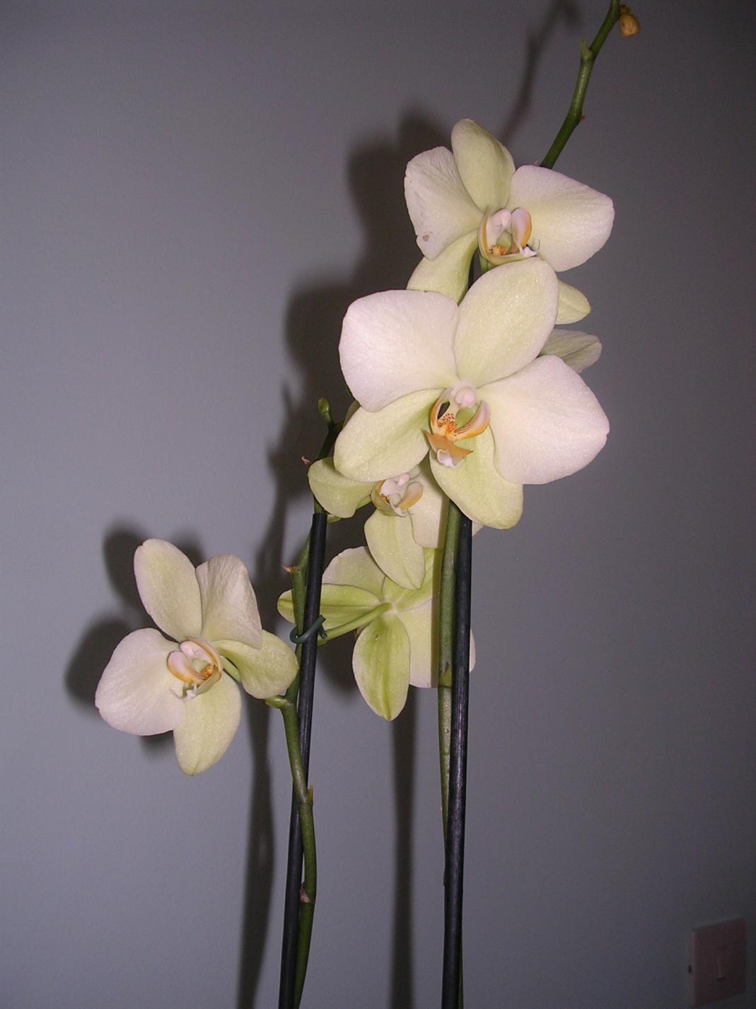 Phalaenopsis 4