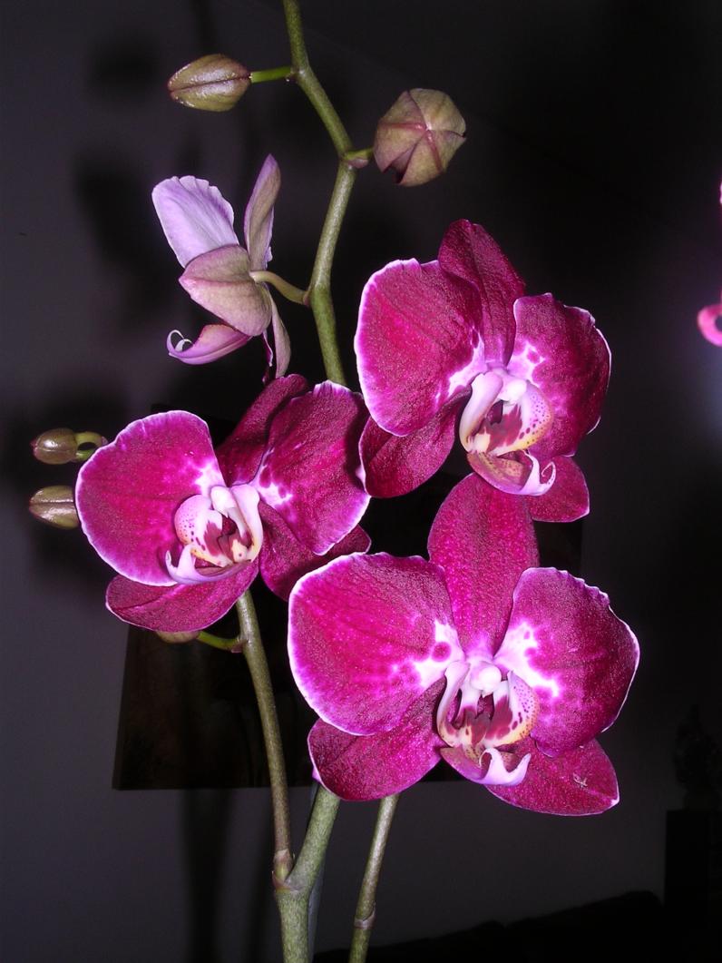 Phalaenopsis 6