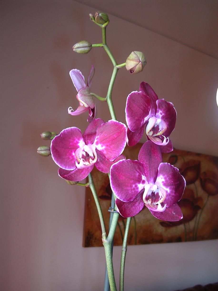 Phalaenopsis 7