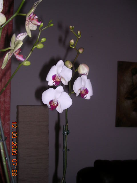 Phalaenopsis 8