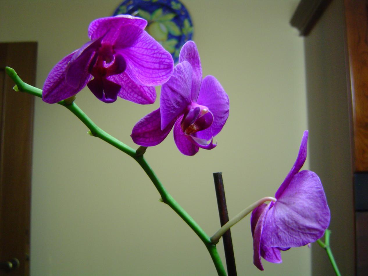 Phalaenopsis con gli ultimi fiori!