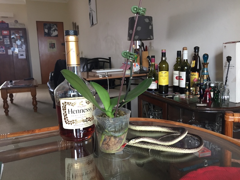 Phalaenopsis Mini Orchid