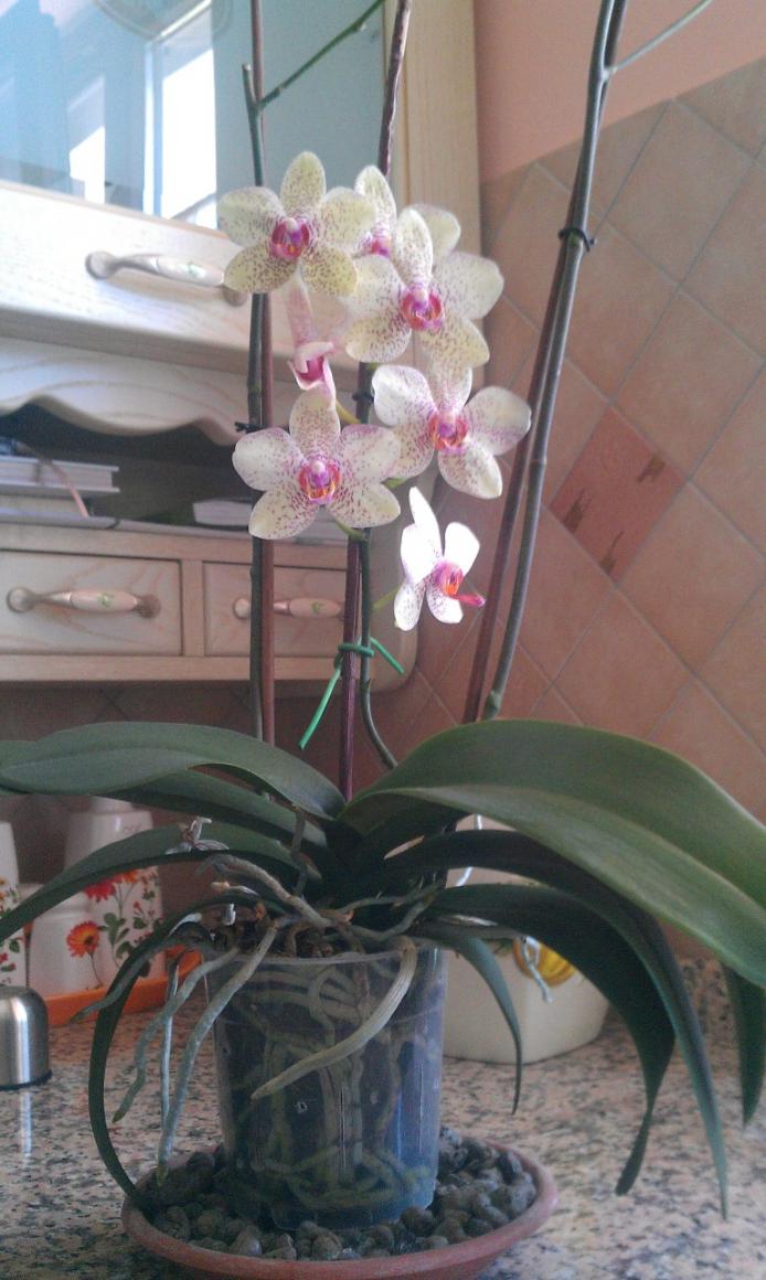 Phalaenopsis Sorrento