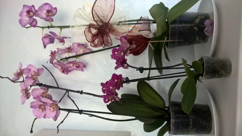 Phalaenopsis