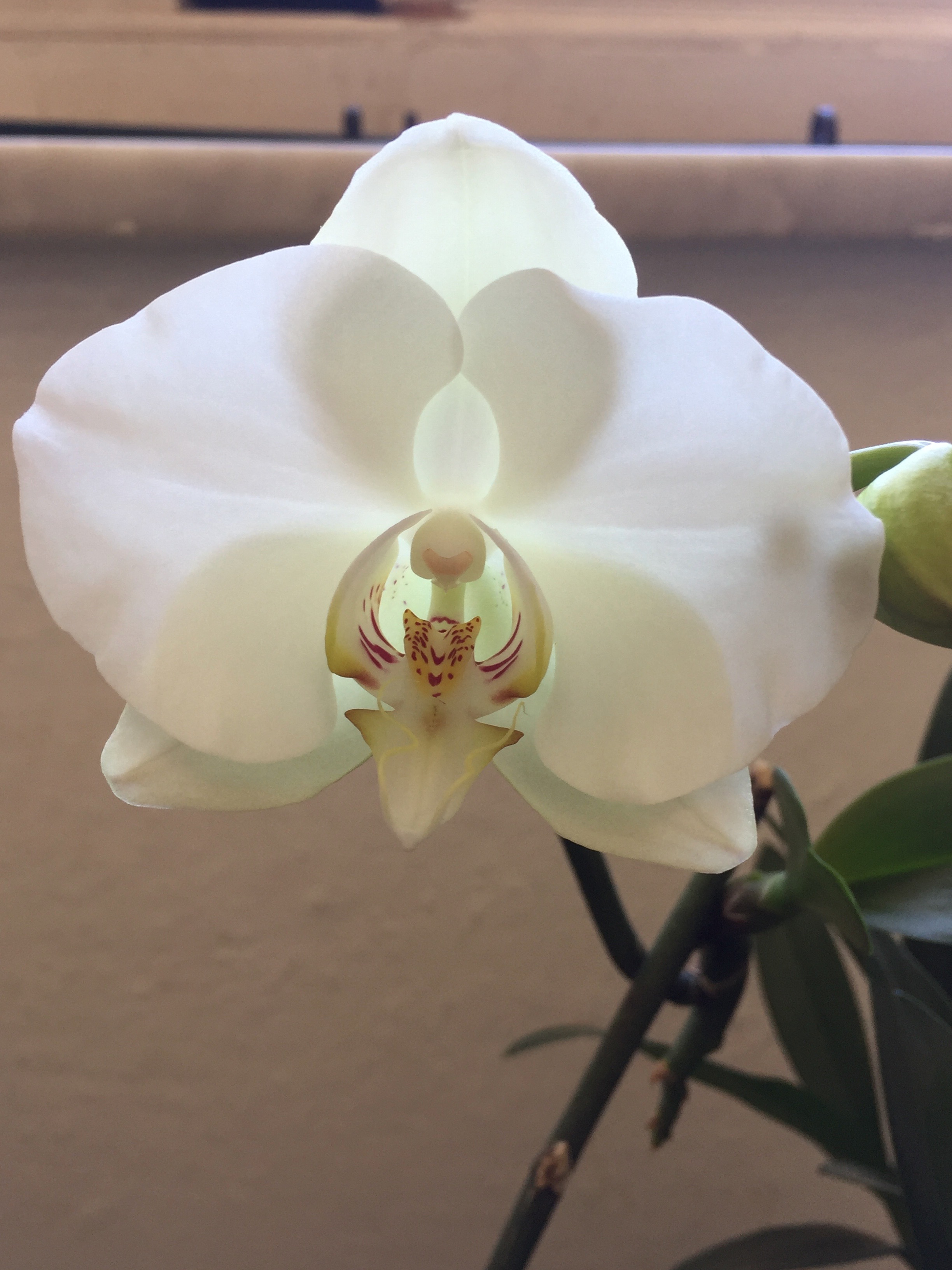Phalaenopsis