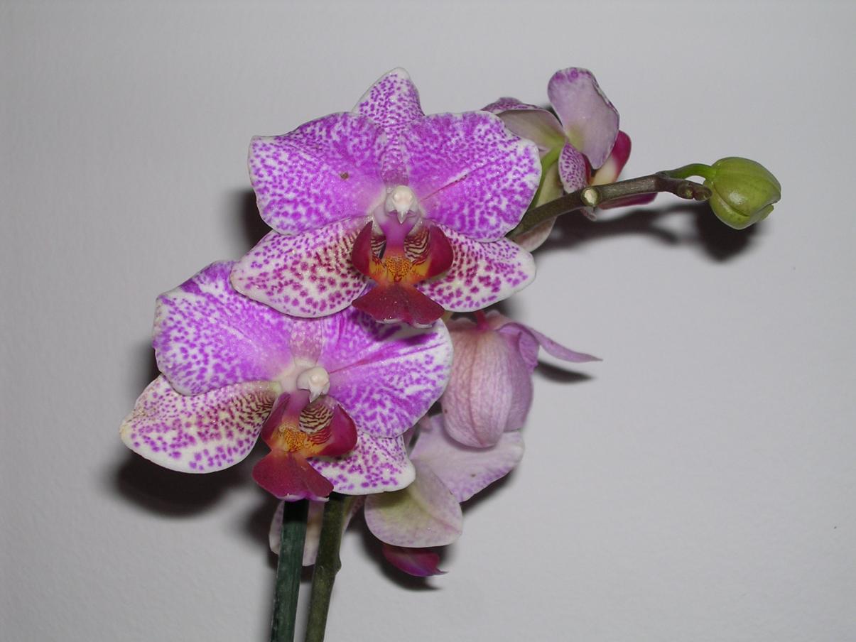 Phalaenopsis