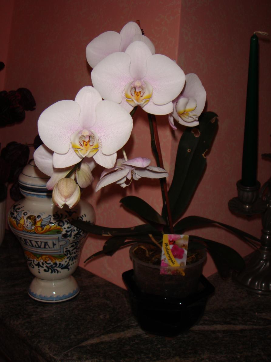 phalenopsis bianca con sfumature viola