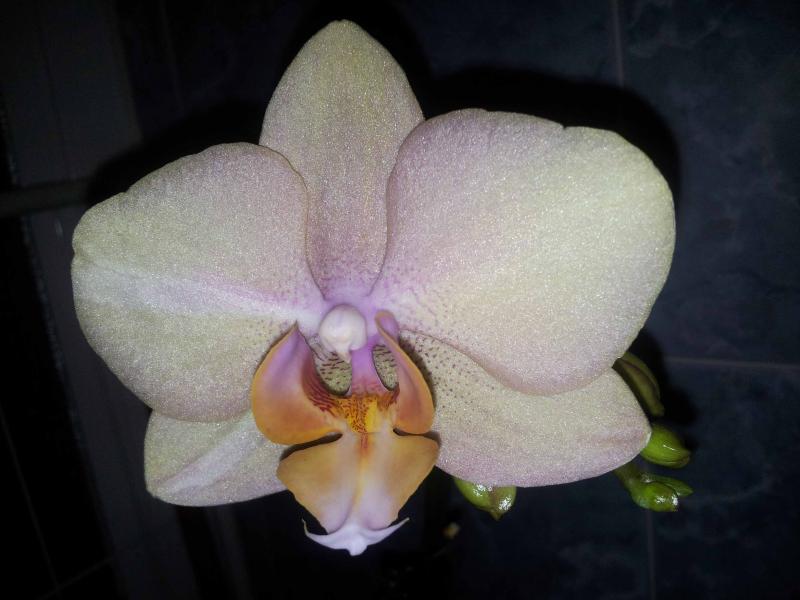Phalenopsis