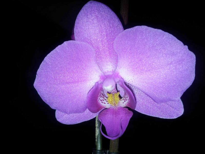 Phalenopsis