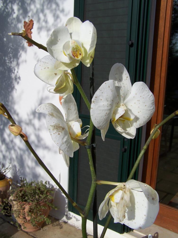 Phalenopsis