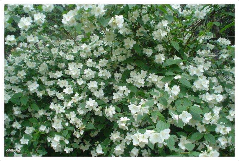 philadelphus coronarius