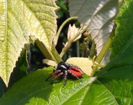 Philaeus Chrysops (maschio) - Famiglia Salticidae