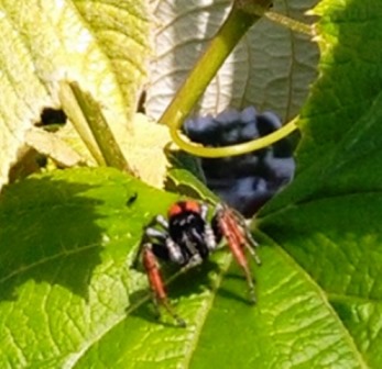 Philaeus Chrysops (maschio) -  Famiglia Salticidae