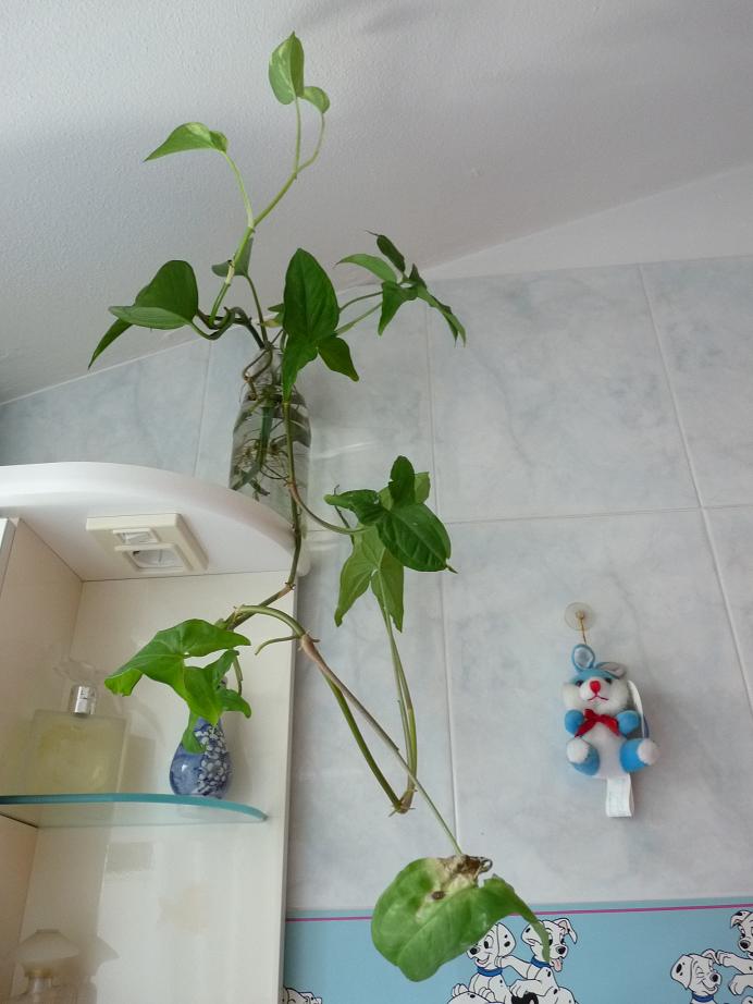 Philodendron ottenuto per talea in acqua