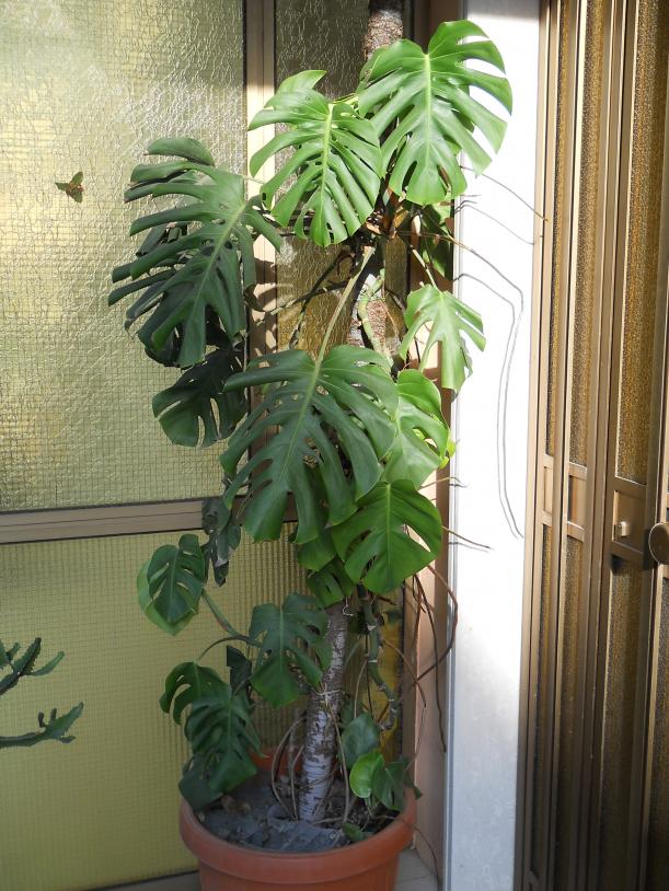 PHILODENDRON PERTUSUM