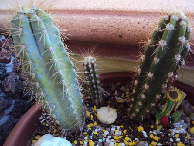 philosocereus azureus
stetsonia coryne