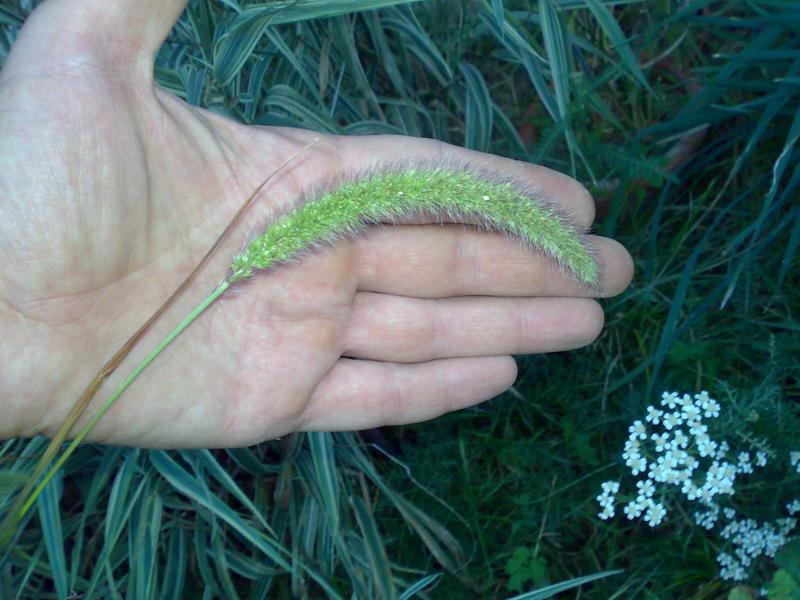 Phleum pratense