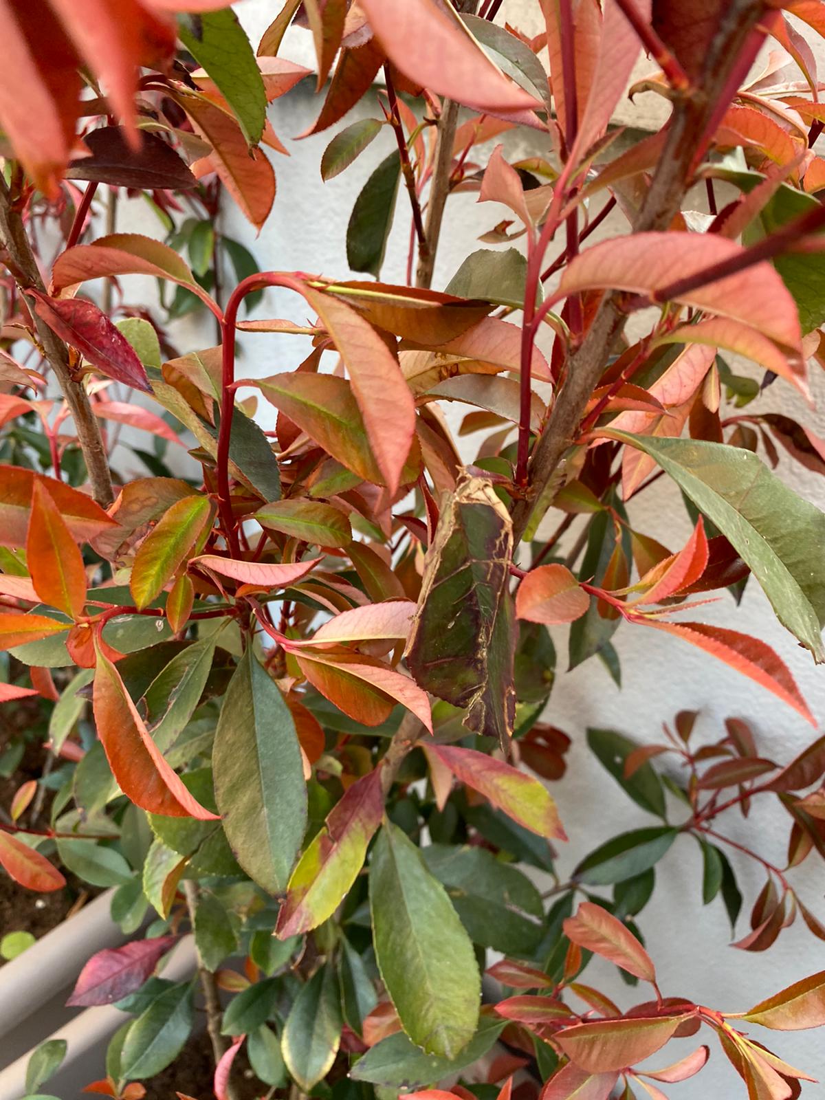 photinia 1