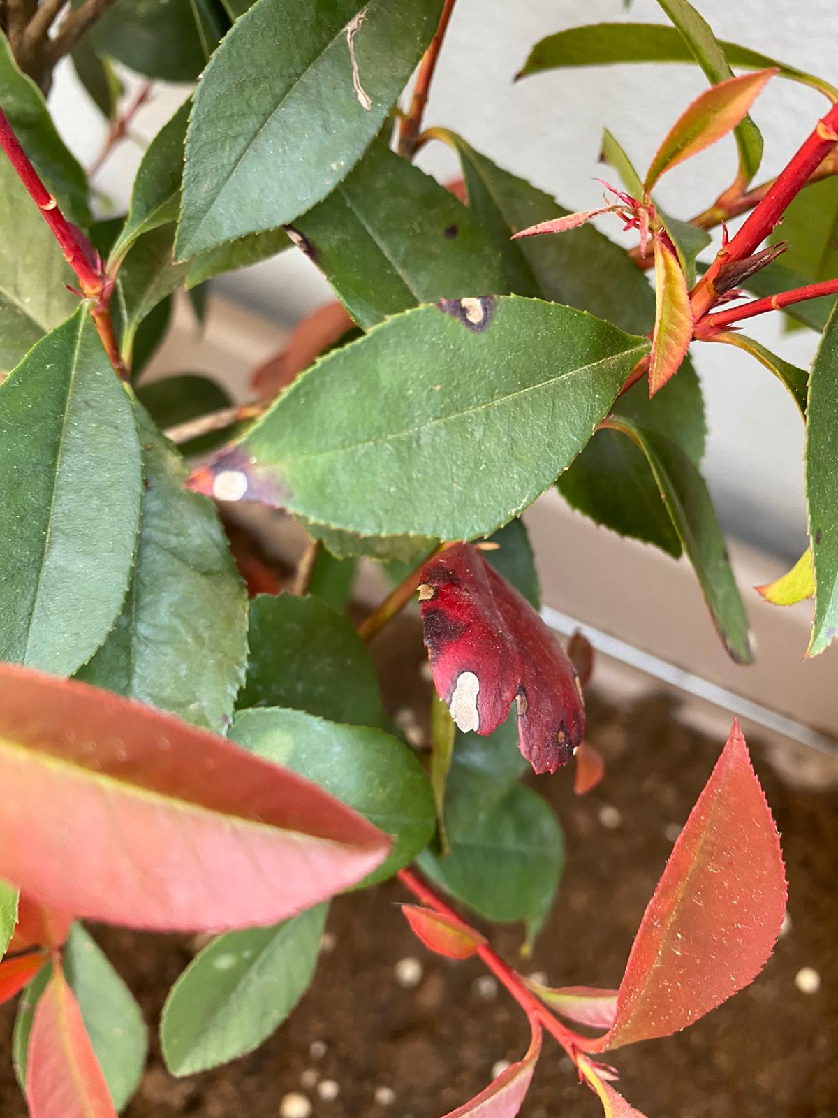 photinia 2