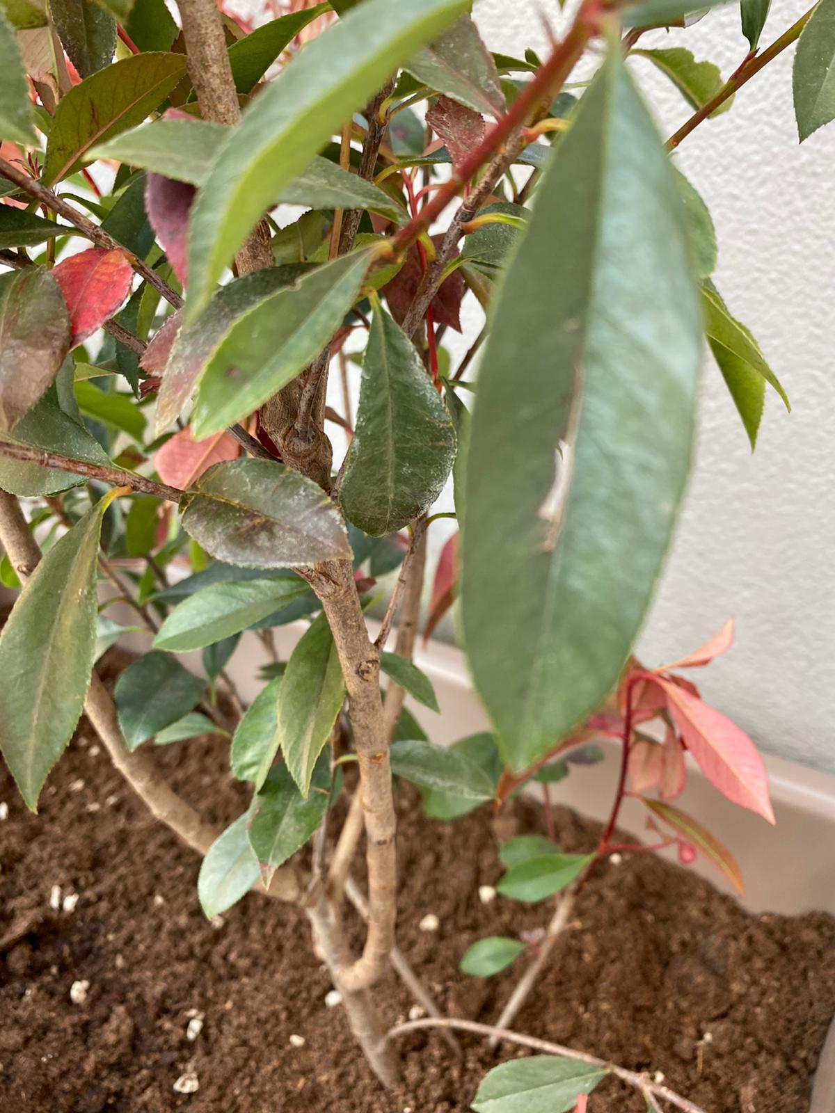photinia 3