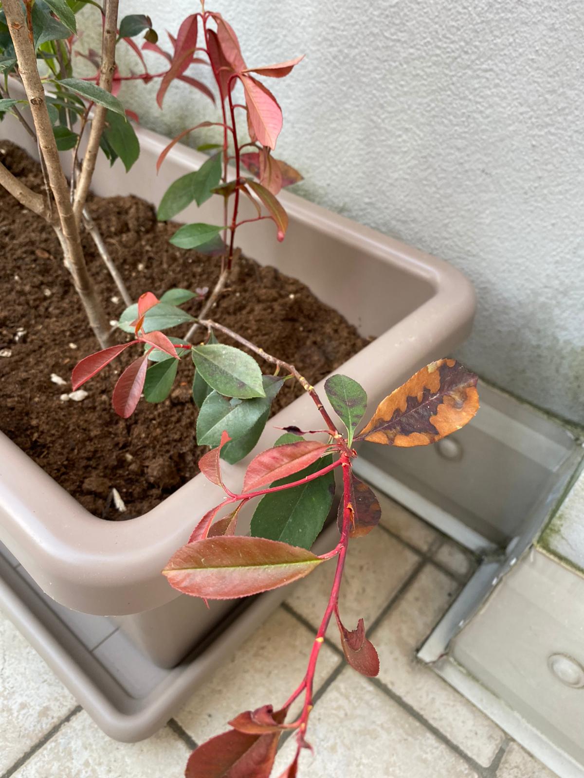 photinia 4