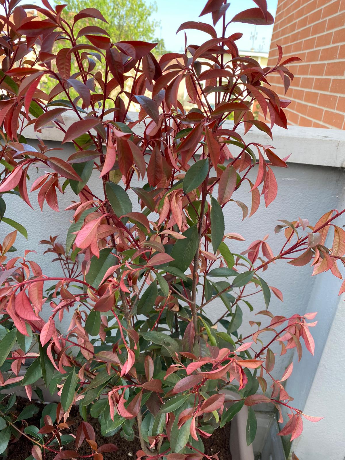 photinia 5