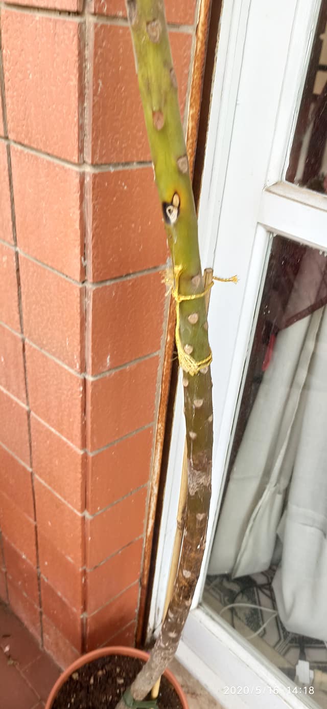 Pianta 2