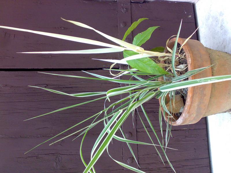 pianta albina