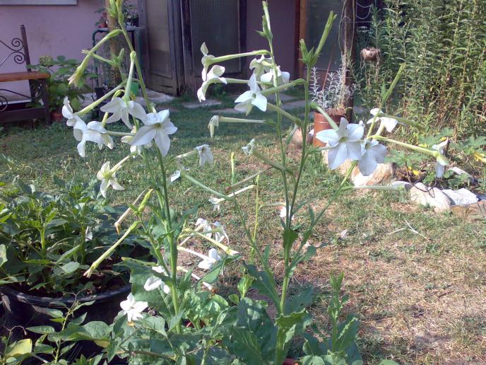 pianta delle trombette