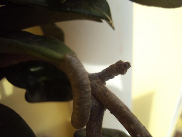 pianta di cera 001
