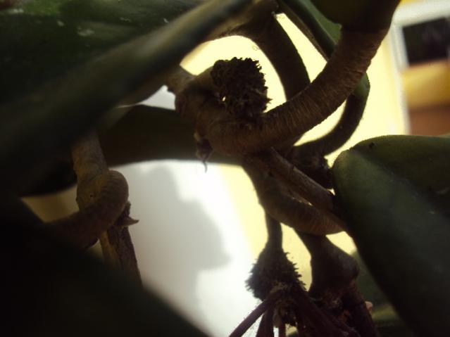 pianta di cera 002